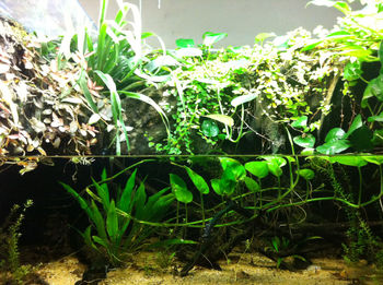 Close-up of plants in water