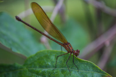 Close-up of insect on leaf