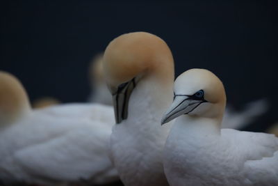 Close-up of swans