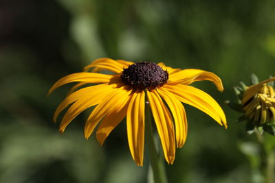 Close-up of yellow daisy flower