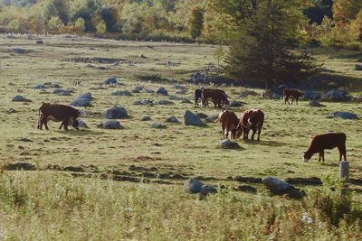 Horses grazing in a field