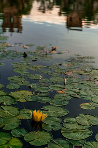 Close-up of lotus water lily in lake