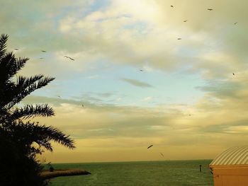 Bird flying over sea