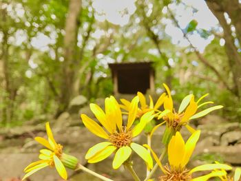 Close-up of yellow flowers blooming outdoors