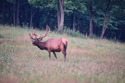 Deer in a forest