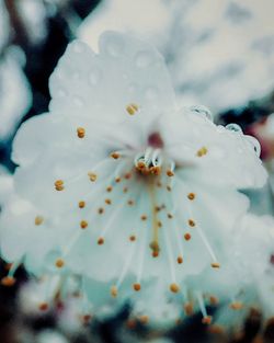 Close-up of flower against sky