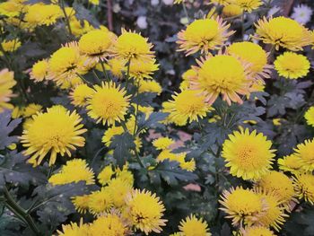 High angle view of yellow flowering plant