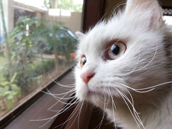 Close-up portrait of cat