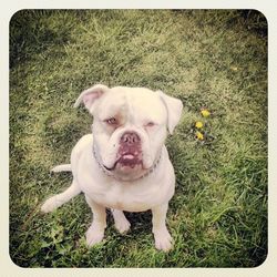 Portrait of dog standing on field