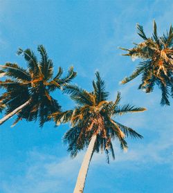 Low angle view of coconut palm tree against blue sky