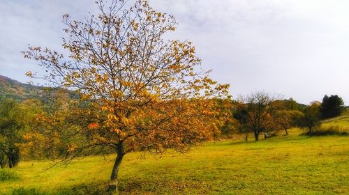 Trees on grassy field in park against sky