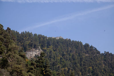 Trees in forest against sky