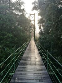 Narrow footbridge along trees in forest