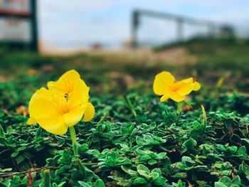 Close-up of yellow flowers blooming outdoors
