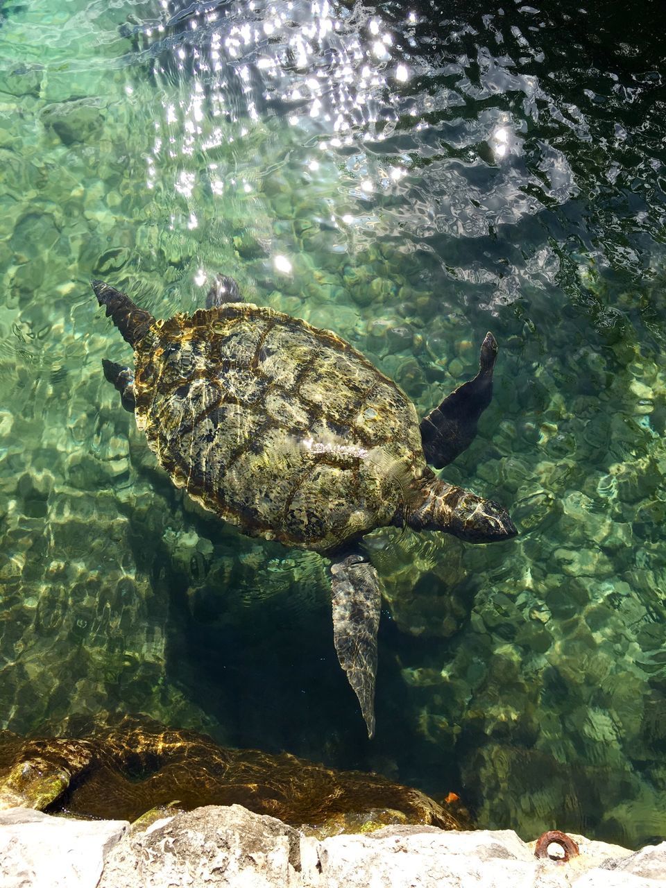 underwater, sea, animals in the wild, swimming, animal themes, water, undersea, sea life, one animal, no people, nature, beauty in nature, outdoors, day, sea turtle