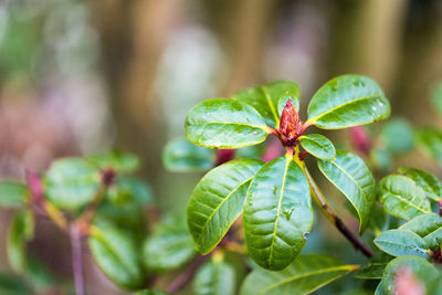 Close-up of green plant