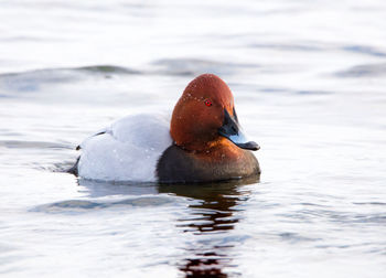 A portrait of a swimming red-crested pochard