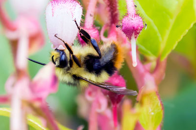 Low angle view of bumblebee on pink flower