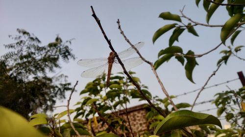 Close-up of dragonfly on plant against sky