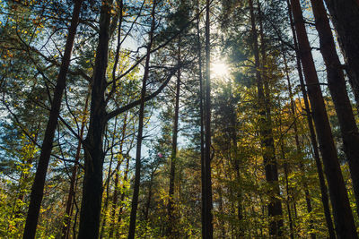 Low angle view of sunlight streaming through trees in forest