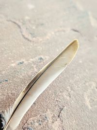 High angle view of feather on metal