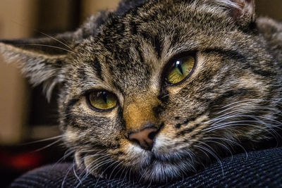 Close-up portrait of a cat