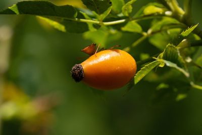 Close-up of orange on tree