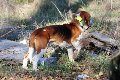 View of a dog on field