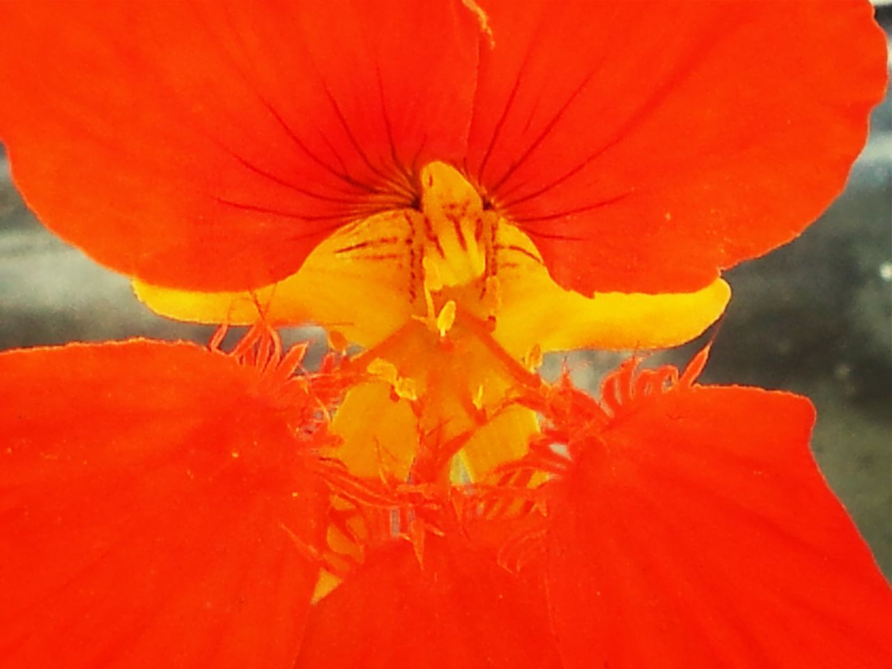 flower, petal, freshness, flower head, fragility, growth, beauty in nature, red, blooming, nature, orange color, plant, close-up, pollen, stamen, in bloom, focus on foreground, single flower, blossom, day