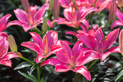 Close-up of pink flowering plants