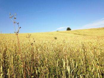 Scenic view of field against clear blue sky