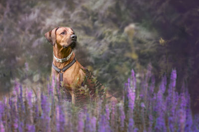 Dog on purple flower