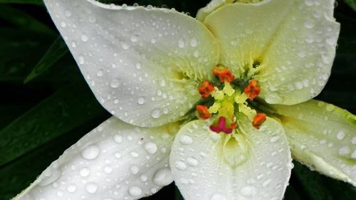 Close-up of water drops on flower