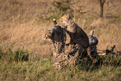 Cheetahs on field in forest