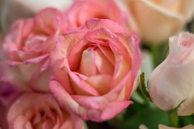 Close-up of pink rose bouquet