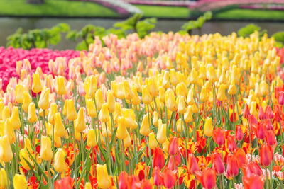 Yellow, red and pink tulips in a keukenhof park background. selective focus.