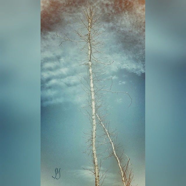 sky, low angle view, nature, day, cloud - sky, no people, outdoors, weather, tranquility, auto post production filter, beauty in nature, tree, close-up, wall - building feature, built structure, blue, cloudy, cloud, growth, branch