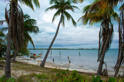 Palm trees on beach against sky