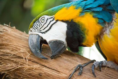 Close-up of a parrot