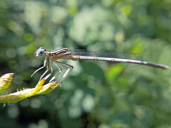 Close-up of damselfly on leaf