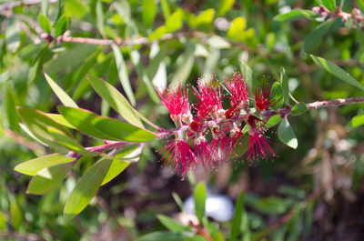 Close-up of insect on red flower