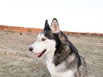 Dog looking away on field