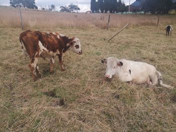 Cows standing in the field