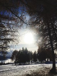 Trees on snow covered landscape against sky