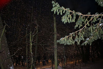 Low angle view of water drops on tree against sky