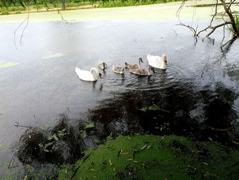 High angle view of ducks swimming on lake