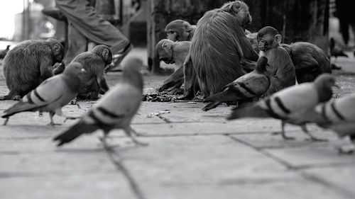 Monkeys and pigeons on street