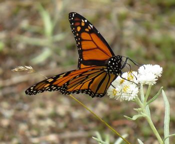 Close-up of butterfly pollinating on flower