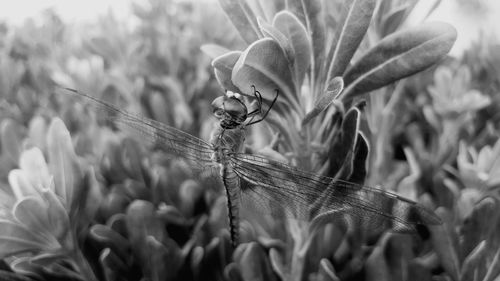 Close-up of grasshopper on plant