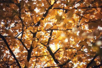 Low angle view of cherry tree against sky